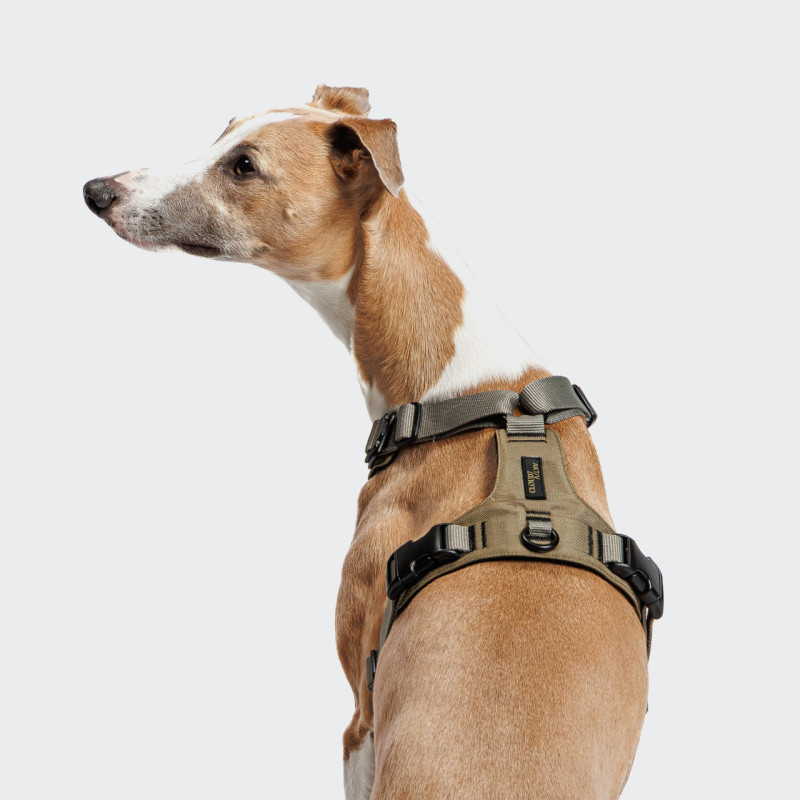Pies w szelkach Cloud7 Y-2 AKTIV Cordura Khaki — zdjęcie 2