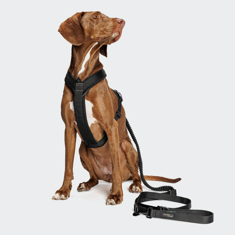 Smycz do joggingu L-2 AKTIV Black - L | Cloud7 Berlin — ventisei&Co.