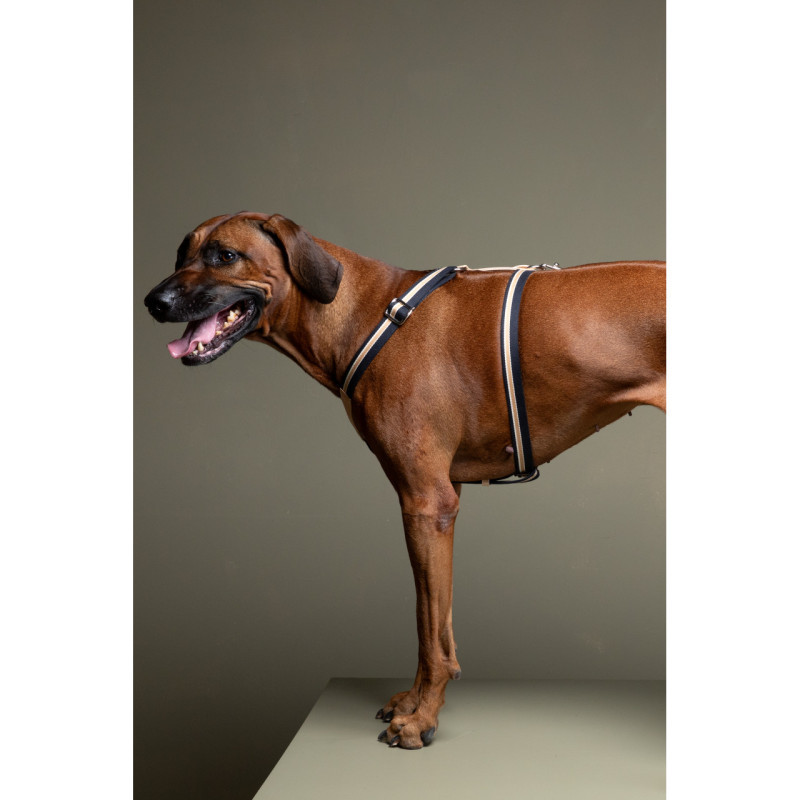 Szelki Franco 2.8 Design for Dogs Blue Stripes — na psie