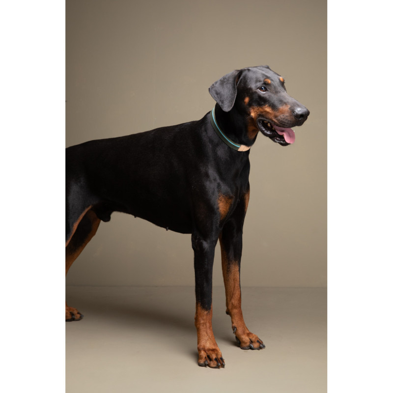 Obroża Franco 2.8 Design for Dogs Green Stripes — na psie