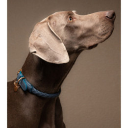 Obroża Ferdinando 2.8 Design for Dogs Dusty Blue — na psie