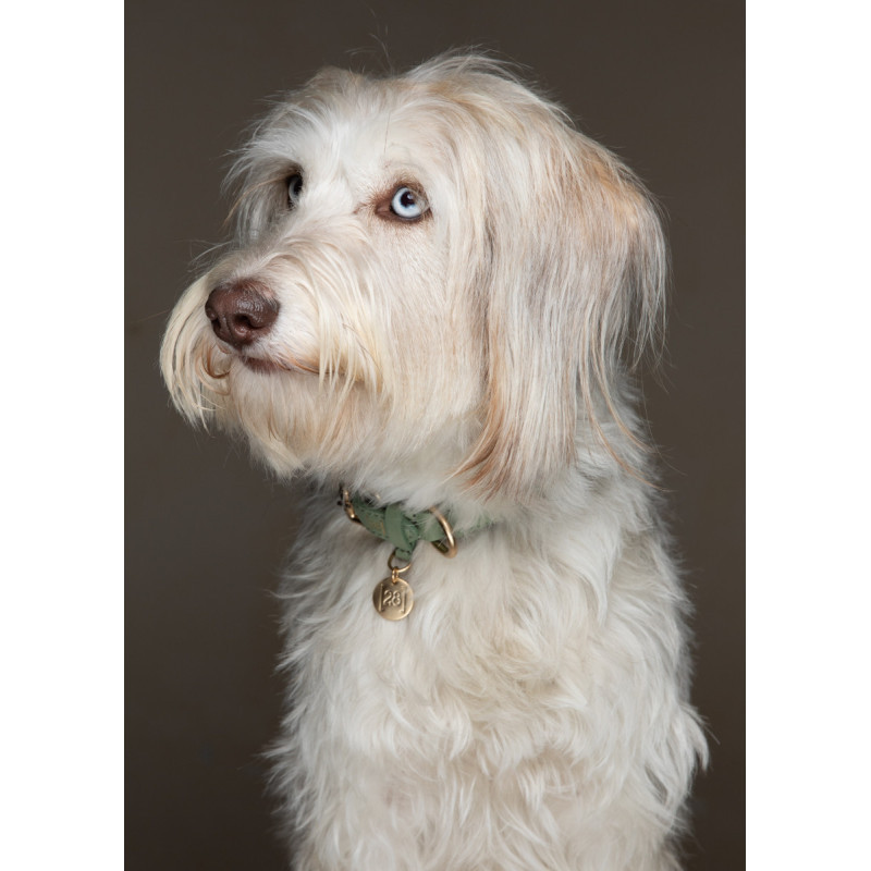 Obroża Ferdinando 2.8 Design for Dogs Barena Green — na psie