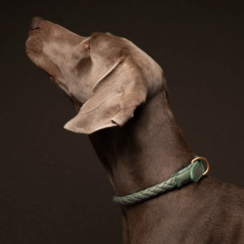 Obroża Ferdinando Barena Green 2.8 Design for Dogs — skóra pleciona | ventisei&Co.