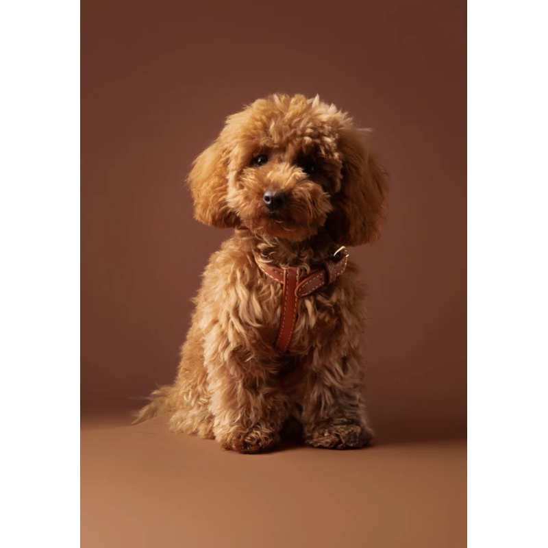 Szelki Gabriele Saddle Brown 2.8 Design for Dogs — skóra Nappa | ventisei&Co.