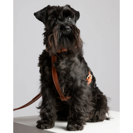 Szelki Gabriele Saddle Brown 2.8 Design for Dogs — skóra Nappa | ventisei&Co.