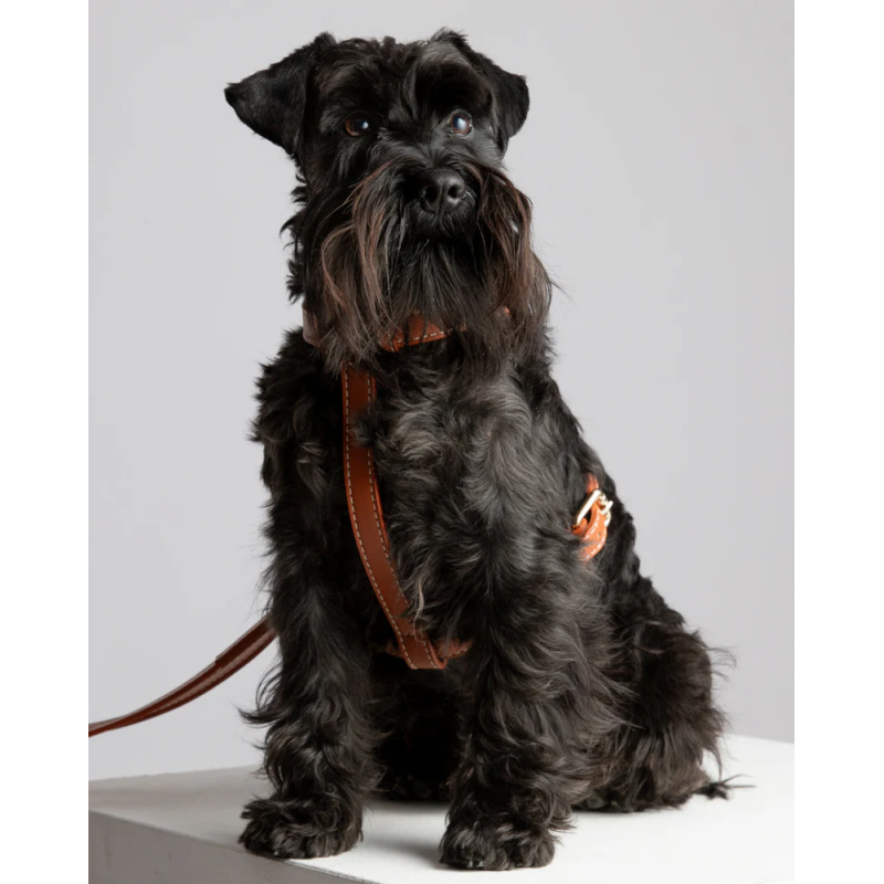 Szelki Gabriele Saddle Brown 2.8 Design for Dogs — skóra Nappa | ventisei&Co.
