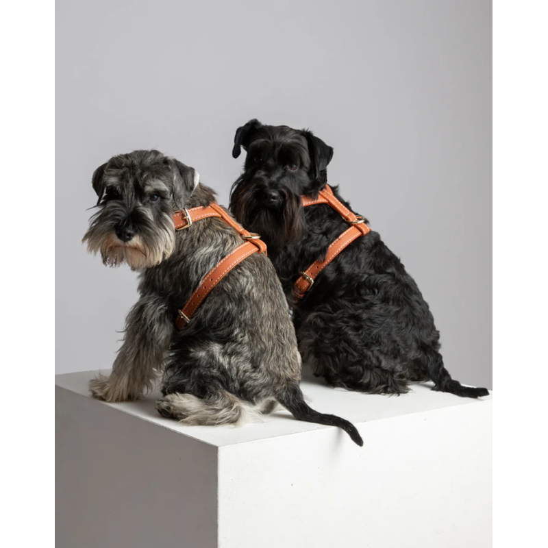 Szelki Gabriele Saddle Brown 2.8 Design for Dogs — skóra Nappa | ventisei&Co.
