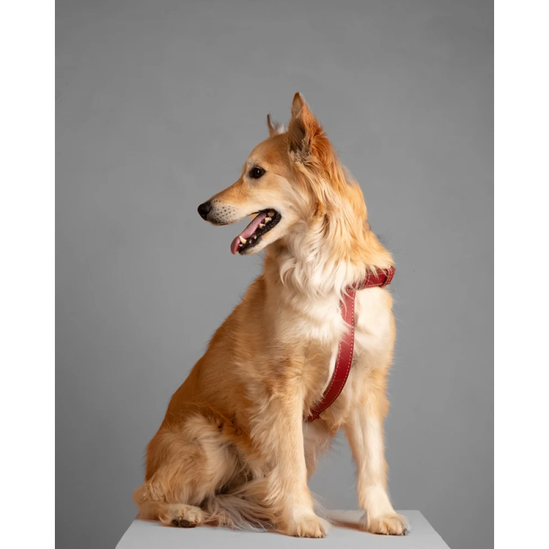 Szelki Gabriele Cherry Noir 2.8 Design for Dogs — skóra Nappa | ventisei&Co.