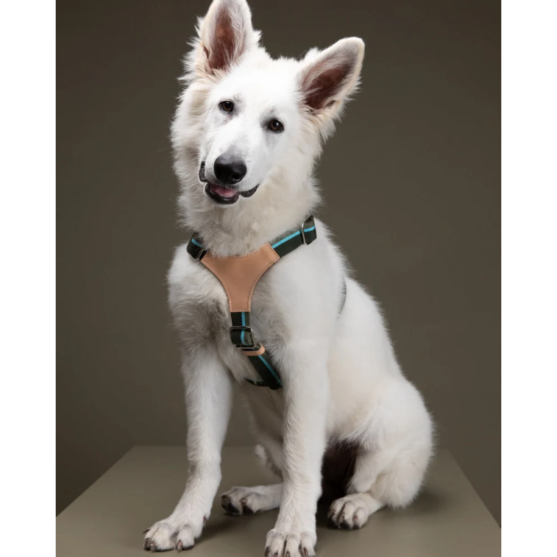 Szelki Franco Green Stripes 2.8 Design for Dogs | ventisei&Co.