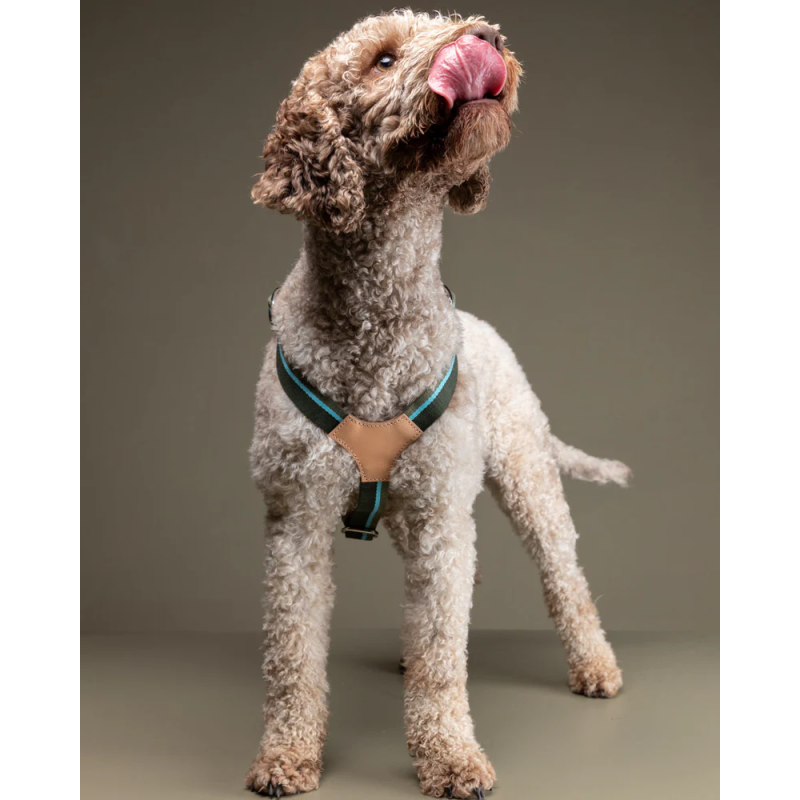 Szelki Franco Green Stripes 2.8 Design for Dogs | ventisei&Co.