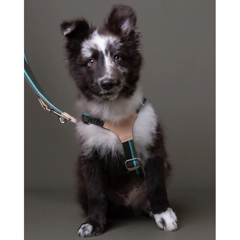 Szelki Franco Green Stripes 2.8 Design for Dogs | ventisei&Co.