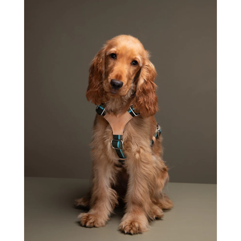 Szelki Franco Green Stripes 2.8 Design for Dogs | ventisei&Co.