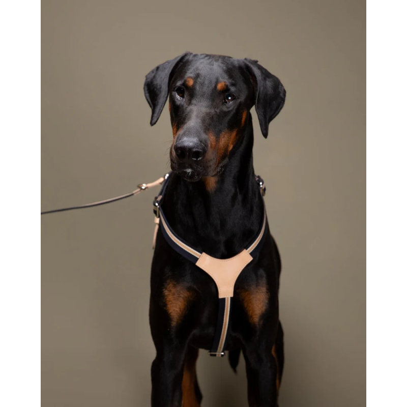 Szelki Franco Blue Stripes 2.8 Design for Dogs | ventisei&Co.