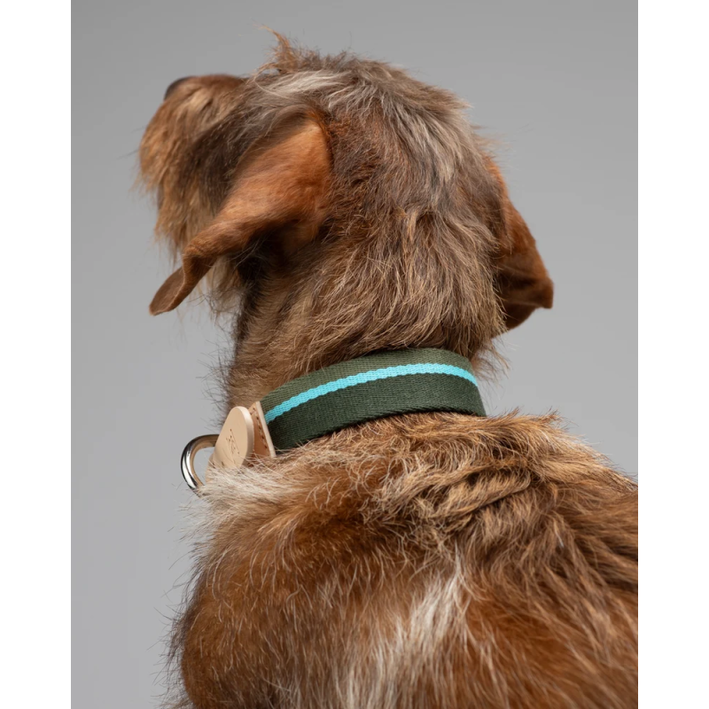 Obroża Franco Green Stripes 2.8 Design for Dogs | ventisei&Co.