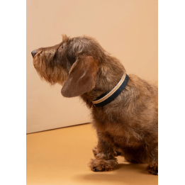 Obroża Franco Blue Stripes 2.8 Design for Dogs | ventisei&Co.