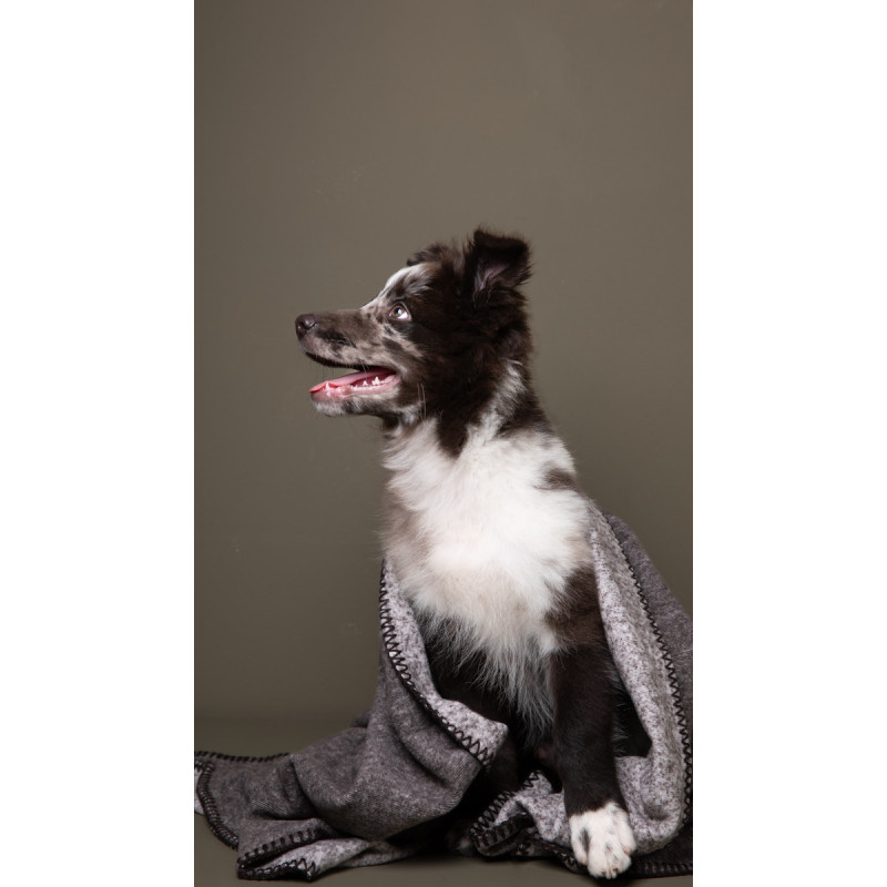 Koc Yuki 2.8 Design for Dogs Dark Edge — z psem