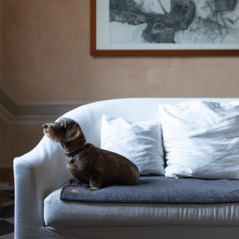Koc Yuki Dark Edge 2.8 Design for Dogs — bambus | ventisei&Co.