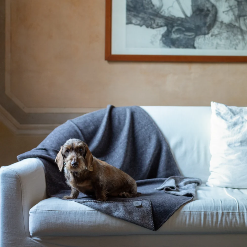 Koc Yuki Dark Edge 2.8 Design for Dogs — bambus | ventisei&Co.