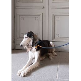 Smycz Ferdinando Dusty Blue 2.8 Design for Dogs — skóra pleciona | ventisei&Co.