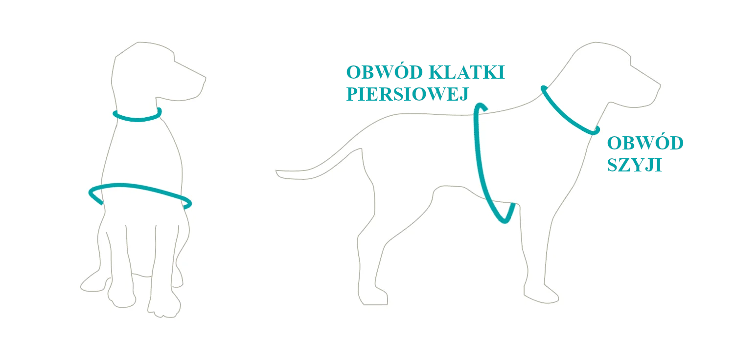 Szelki - jak zmierzyć obwód szyi i klatki piersiowej psa