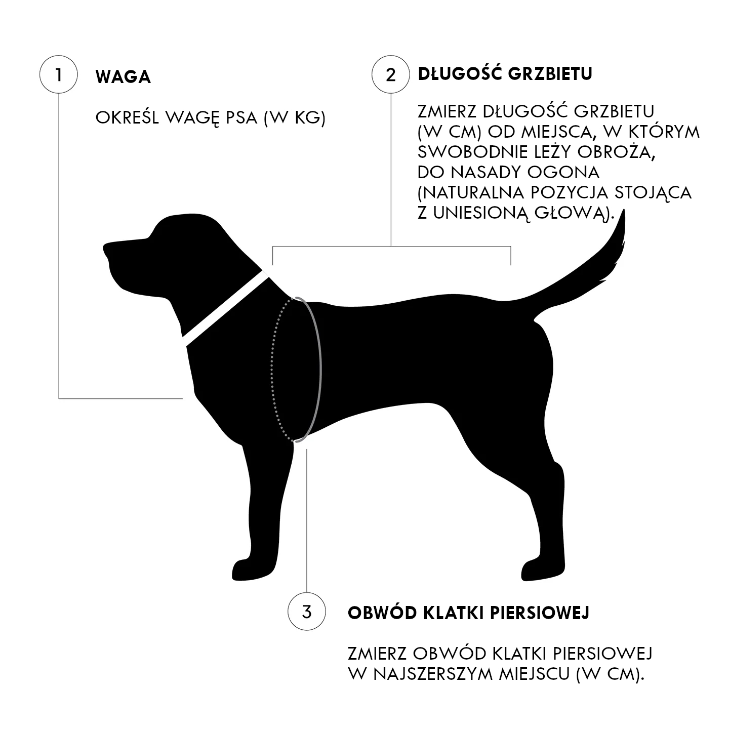 Jak zmierzyć psa